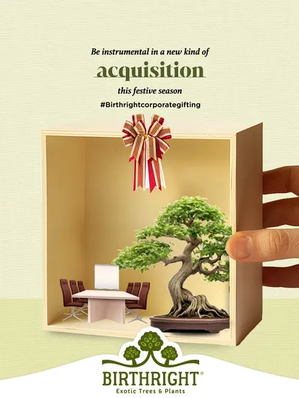 For corporate gifting, a bonsai represents a new kind of acquisition: one of growth, stability, and long-term vision. It's a sophisticated gift that leaves a lasting impression.