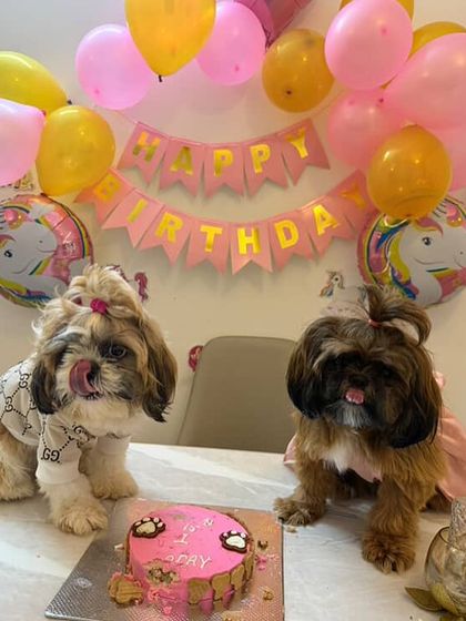 Two happy Shih Tzus licking their lips after a delicious cake. This is the best review we could ever ask for!