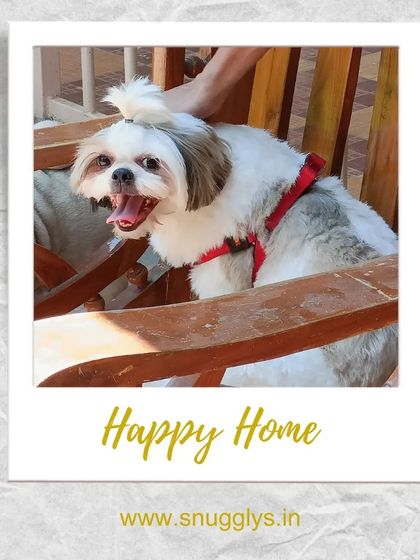 Snugglys Paw House - Pet Daycare The Paw House: Cozy Indoor Comforts photo 7