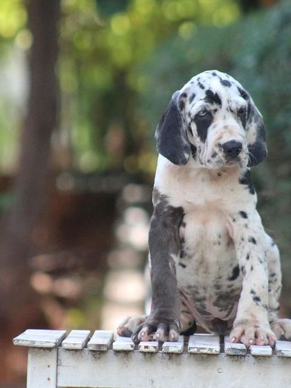 A beautiful shot of our Harlequin Great Dane puppy, showcasing its unique coat pattern.