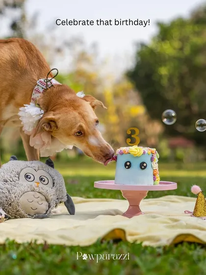 A dog enjoys a lick of a colorful birthday cake during an outdoor picnic. This image perfectly represents the joy and fun of a pet birthday celebration.