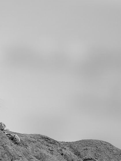 This composition plays with space and form, creating a unique and artistic wildlife portrait that is both subtle and powerful.