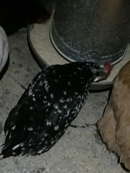A black and white speckled hen eating from the feeder. We made sure all the birds were healthy and well-fed while we searched for their new homes.