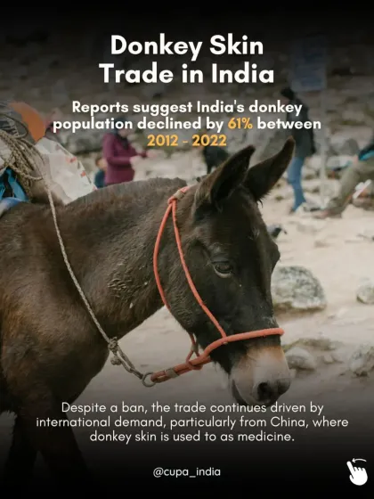 Cupa - Animal Cruelty Legal Aid & Advocacy Exposing Hidden Cruelty photo 14