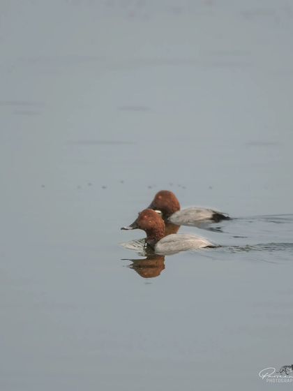 Two Common Pochards swimming together.