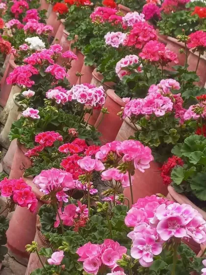 A mass planting of pink and red Geraniums in terracotta pots, creating a classic and charming garden look.
