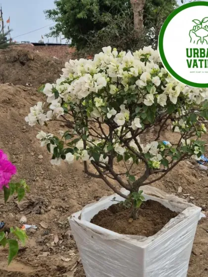 A stunning white Bougainvillea, looking elegant and pure in a large planter.