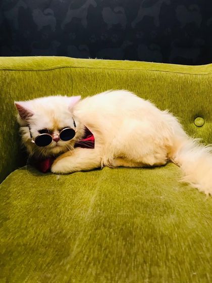 Tails of the City - Pet Spa & Creative Styling Our Happy Pack: Client Gallery photo 3