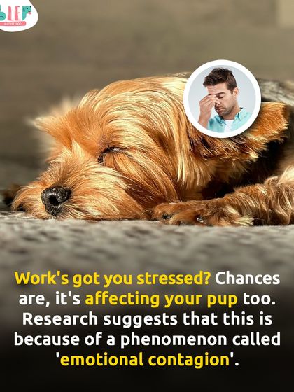 Feeling stressed? Your pup probably is too. Research shows that dogs can pick up on our stress through a phenomenon called "emotional contagion." A good reminder to manage our own stress for their sake.