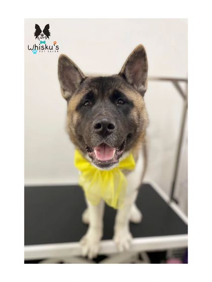 Furrybells Pet Grooming - Pet Grooming (Dogs & Cats) Breed-Specific Dog Styles photo 55