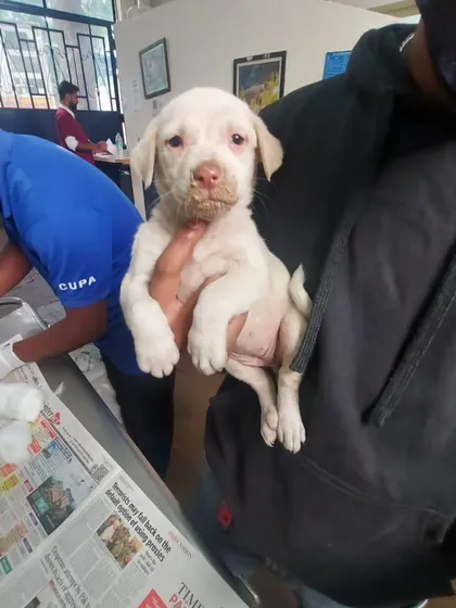 This white female puppy is another one from the rescued litter. She is being held securely at the vet's office.