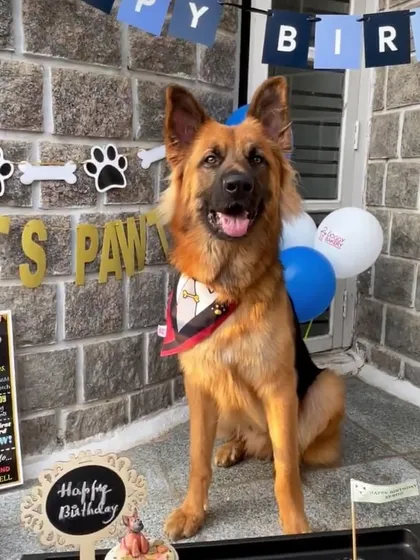 This handsome German Shepherd is all dressed up for his birthday, complete with a custom bandana and a festive party setup.