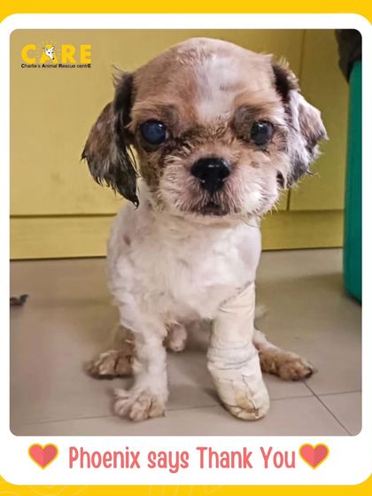 Charlie's Animal Rescue Centre - Animal Rescue & Adoption The Road to Recovery: Trauma & Medical Care photo 19