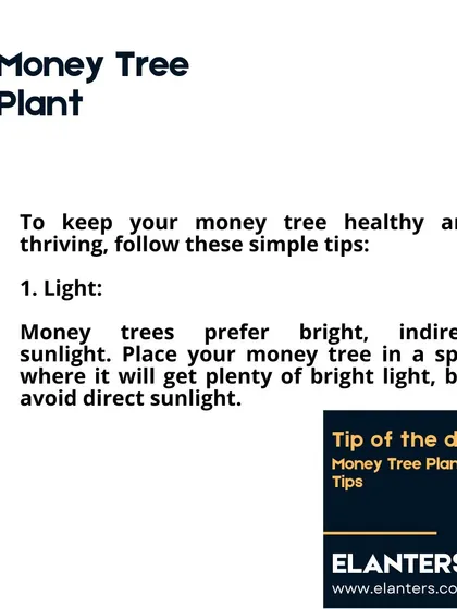 Money Tree Care Part 2: Light. Money Trees prefer bright, indirect sunlight. Placing it near a window where it gets plenty of light is ideal.