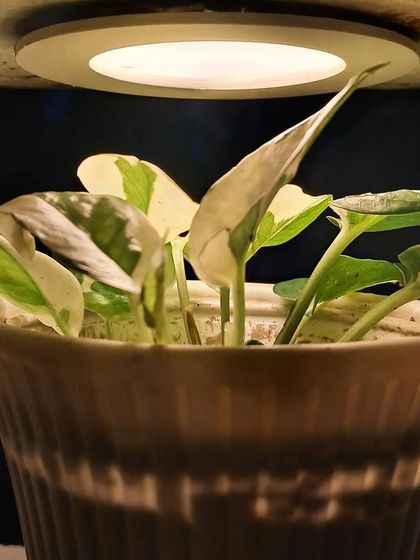 Bhardwaj - Urban Gardening Consultation Bringing Greenery Indoors photo 16