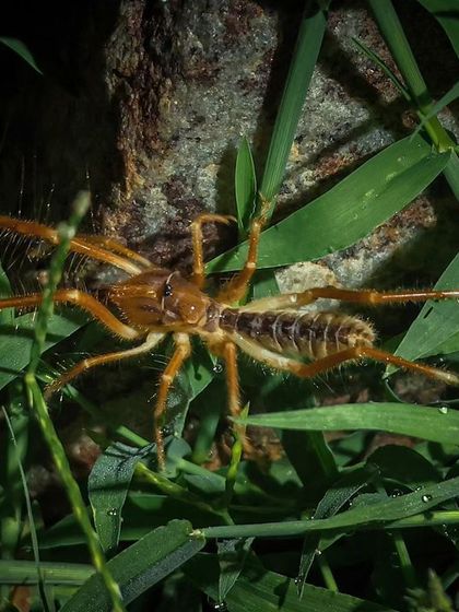 A detailed record shot of a camel spider, showing the features that distinguish it from true spiders, like its large chelicerae (jaws).