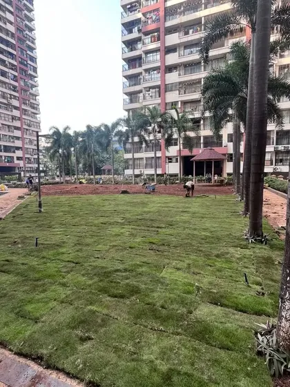 The finished 6,500 sq. ft. lawn at Maple Leaf in Powai. It's always satisfying to see a vast area turn into a lush green carpet.