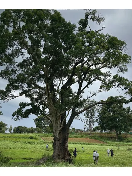 A majestic tree in the Sathyamangalam forest, a workplace for the local honey harvesters. This project has been a journey of understanding different climbing skills and their importance to livelihoods.