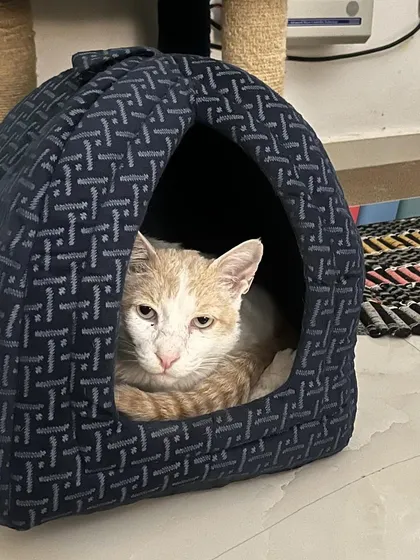 Naam hain Kaju aur kaam hain badmashi! This little guy is full of personality and loves his cozy cat cave.