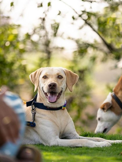 Pragalbh - Fine Art Pet Photography Outdoor Adventures photo 51