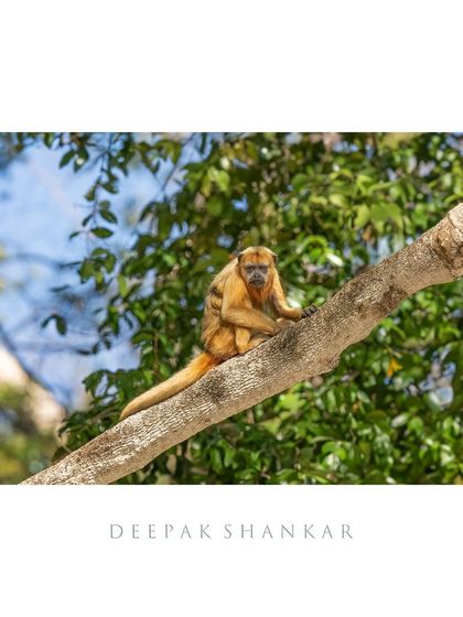 Meet the Howler Monkey, the loudest land animal on Earth! Their incredible calls can travel for miles. It was a thrill to capture this one in a quiet moment in the Pantanal.