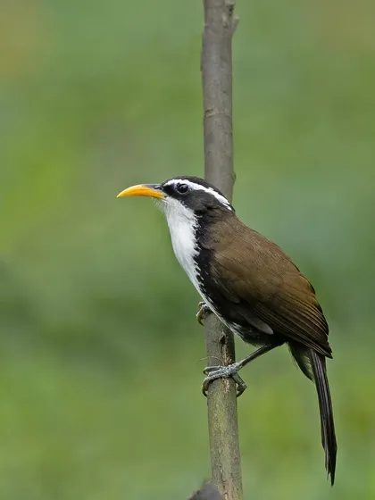 A duplicate of image 199, the Indian Scimitar Babbler's distinctive white supercilium and black eye-stripe are clearly visible.