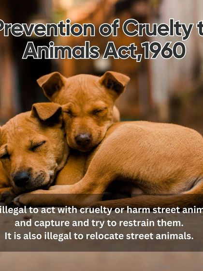 Charlie's Animal Rescue Centre - Animal Welfare Advocacy Be Their Voice: Advocacy & Awareness photo 5