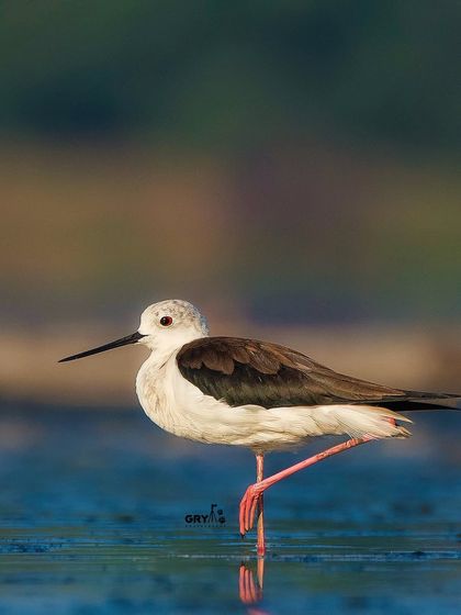 A Black-winged Stilt stands elegantly on one leg in the calm water, a classic pose for this widespread wading bird.