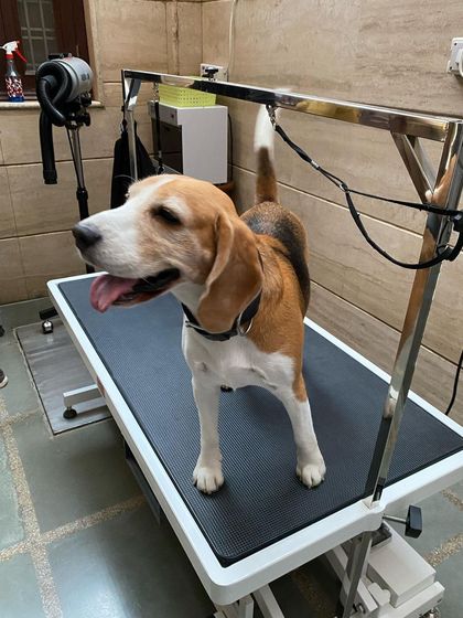 After his inspection and bath, Max the Beagle is looking happy and refreshed on the grooming table.