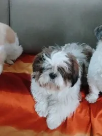 Dog Boarding & Daycare