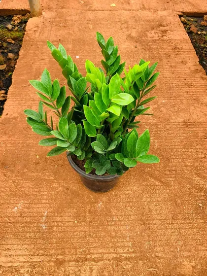 A top-down view of a young, healthy green ZZ plant. We ensure all our plants are well-rooted and robust before they are delivered to you, guaranteeing a strong start for your new indoor greenery. This plant is renowned for being easy to grow and providing oxygen 24/7.