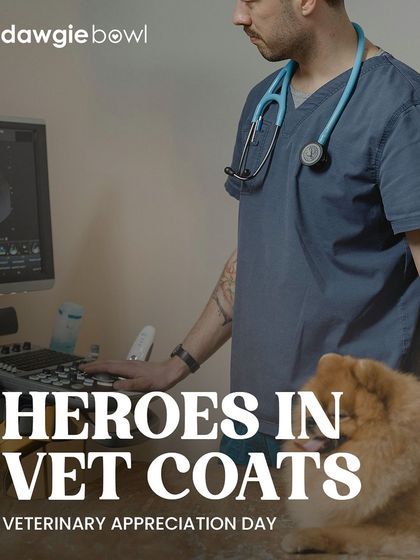 On Veterinary Appreciation Day, I want to celebrate the heroes in vet coats. A simple thank you, a positive review, or a donation to a veterinary charity can show your gratitude.