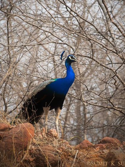 An Indian Peafowl stands majestically in the dry, deciduous forest of the Aravallis.