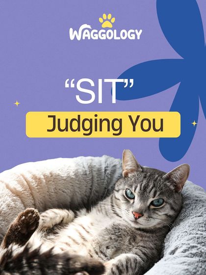 When you tell your cat to 'Sit', you might just get a long, judgmental stare in return. They'll sit when they are ready.