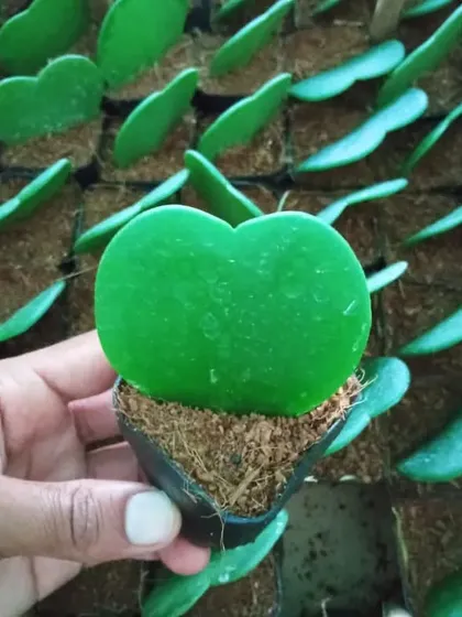 The Hoya Kerrii, or Sweetheart Plant, is a unique succulent we supply that makes a wonderful gift or small decorative piece.