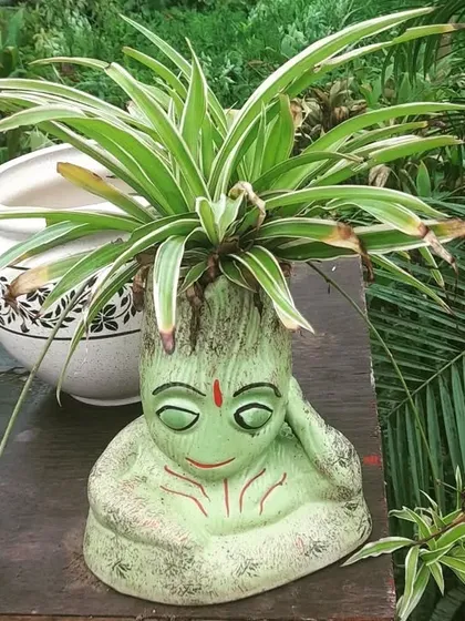 We also have fun and unique planters to give your plants some personality. This Spider Plant, which is very easy to grow, looks great in our meditating pot. It's perfect for a desk or as a thoughtful gift.
