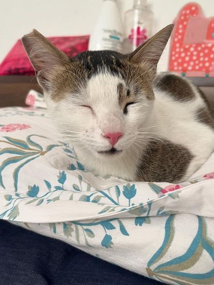 Ummi, the smarty rescued from IIT Delhi, enjoying a peaceful nap. Providing a calm and healing environment is so important to me.