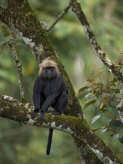 A portrait of a Nilgiri Langur, its dark fur contrasting with its golden-brown crown.