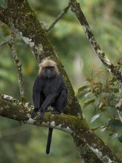 A Nilgiri Langur looks directly at the camera, its dark fur and golden-brown mane beautifully captured.