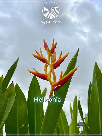 Our Plant Collection photo 15