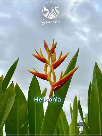 The vibrant, bird-like flower of a Heliconia plant against a cloudy sky. We chose this plant for the White Lake Resort project for its dramatic, tropical appeal and its ability to thrive in the local climate.