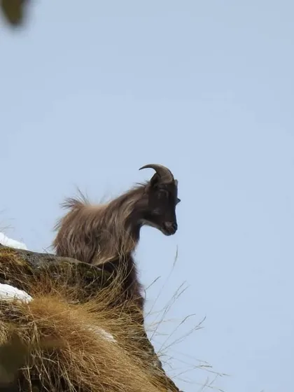 A Himalayan Tahr navigates a steep, grassy cliffside. Witnessing the agility of these mountain ungulates is a thrilling part of our Himalayan wildlife expeditions.