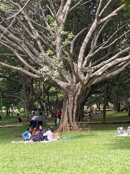 This is one of the magnificent old trees in Cubbon Park that I love to paint. Its complex branches and the way people gather under it tell so many stories.