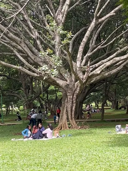 This is one of the magnificent old trees in Cubbon Park that I love to paint. Its complex branches and the way people gather under it tell so many stories.