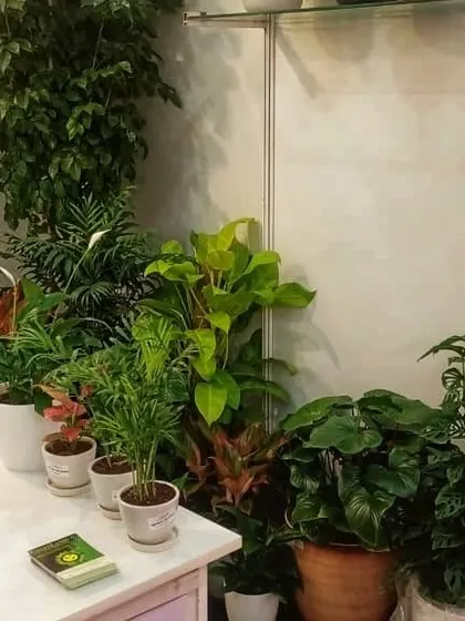 This was part of my display at the MSME Startup Expo at the World Trade Centre. I showcased a variety of indoor plants like Monsteras and Philodendrons to demonstrate how to create a lush corner in any space.