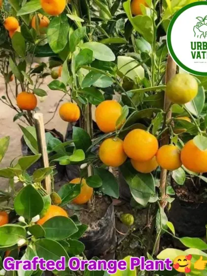 A close-up of a grafted orange plant, showing both fruit and flowers at the same time.