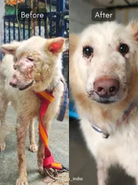 Emergency Animal Rescue & Treatment