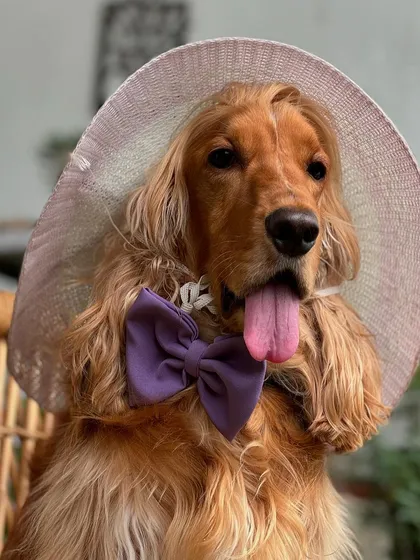 The complete English gentleman look with a hat and bow. Posto is ready for high tea.