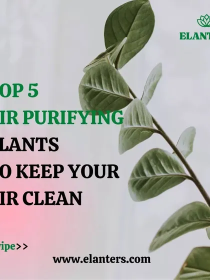 Why use artificial purifiers when nature provides the best? This series introduces my top 5 plant recommendations for cleaner air.