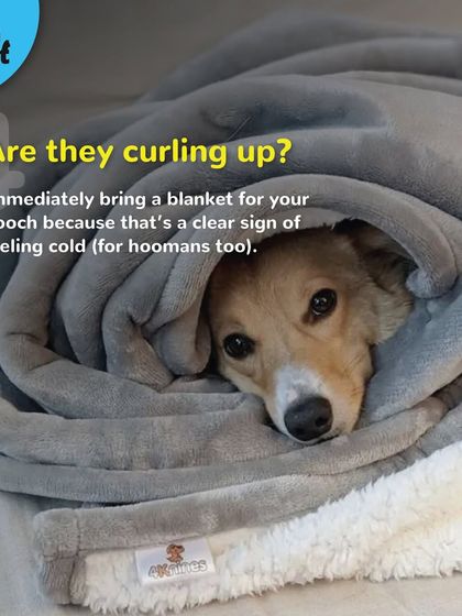 Are they curling up into a tight ball? This is a natural way for them to conserve body heat. It's a clear sign to bring them a warm blanket.